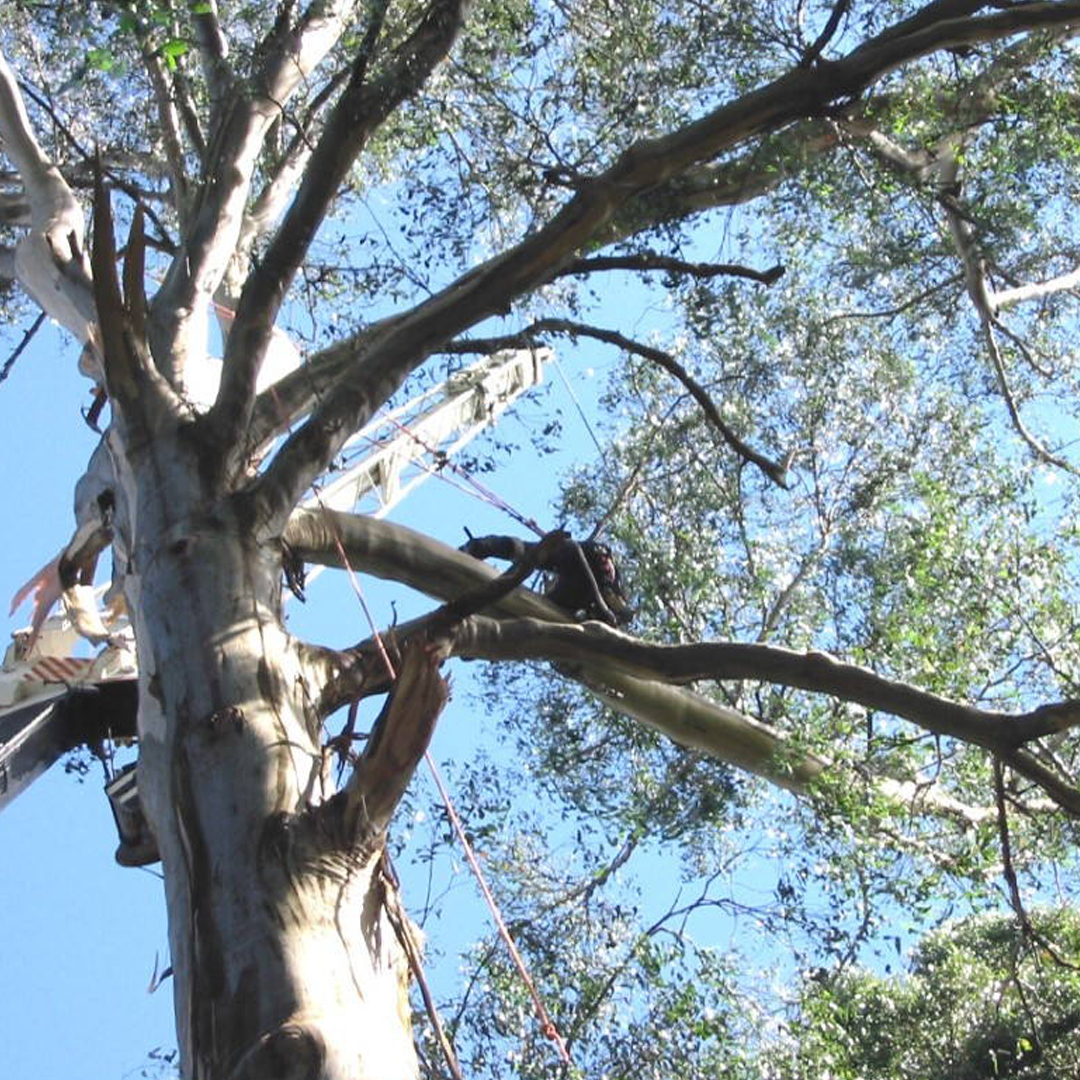 hazardous tree