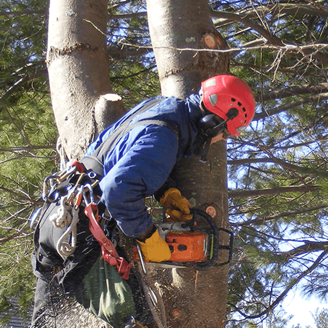 tree removal